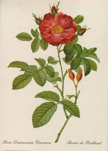 Rosa Damascena Coccinea blühend