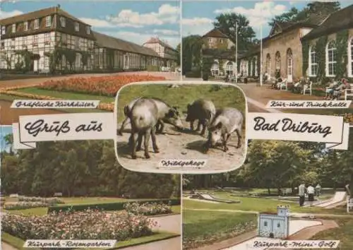 Bad Driburg u.a. Wildgehege - 1964