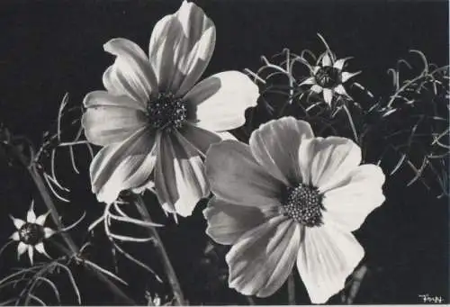 Cosmea blühend