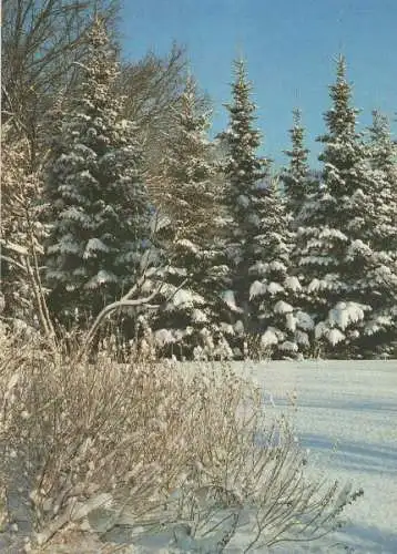 Nadelbäume im Winter