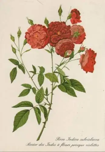 Rosa Indica subviolacea blühend