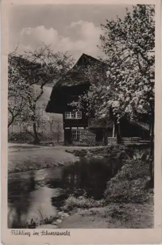 Schwarzwald - Frühling - ca. 1955