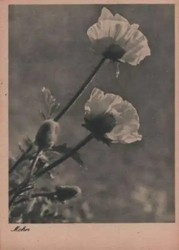 Mohn blühend