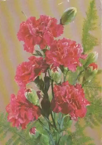 rotblühende Blume - 2004