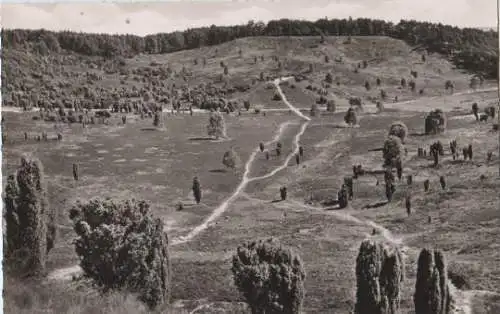 Walsrode - Lüneburger Heide - Im Totengrund - ca. 1955