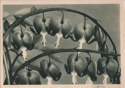 Fliegende Herzen Tränende Herzen