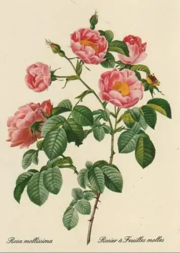 Rosa mollissima blühend