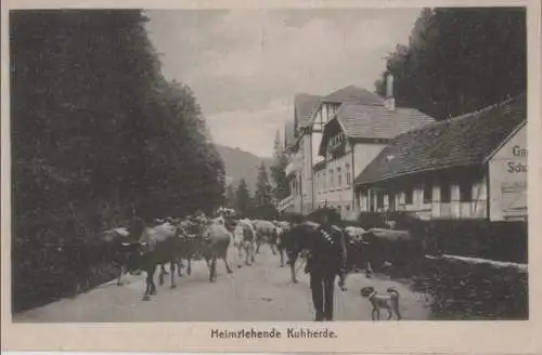 unbekannter Ort - Heimziehende Kuhherde - ca. 1950