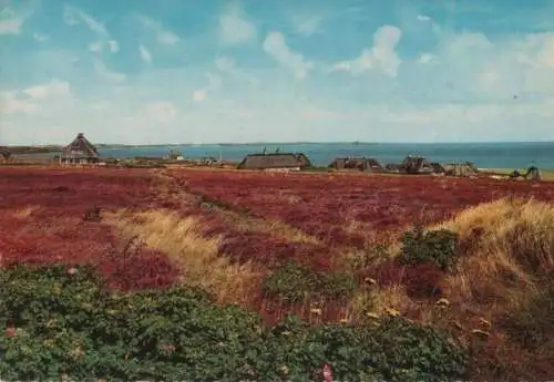 Sylt - Heidepartie Am Watt - ca. 1965