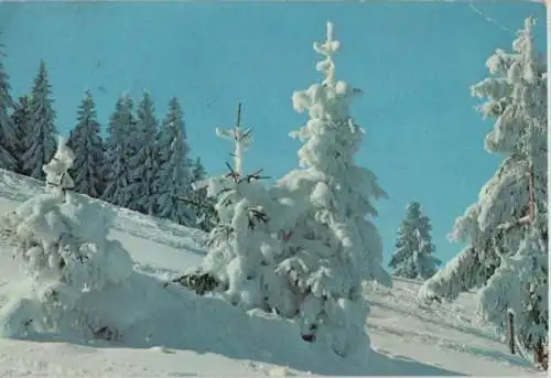 Neuschnee Bäume im Hang