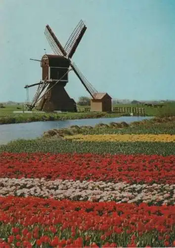 Niederlande - Niederlande - Holland - im Blumenschmuck - 1977