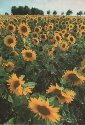 Feld Sonnenblumen