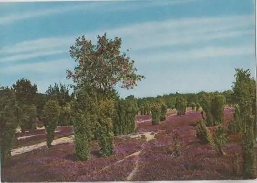 Lüneburger Heide - Erika, Wacholder und Vogelbeeren - 1971