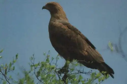 Savannenbussard Paraguay