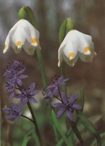 Leucojum vernum Sonderstempel