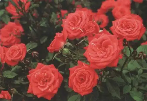 viele schöne rote Rosen - 2004