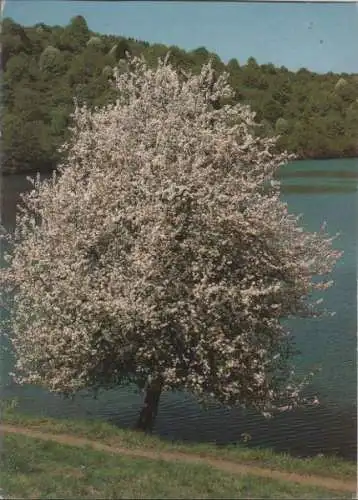 Blühender Baum - 1989