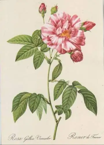 Rosa Gallica Versicolor blühend