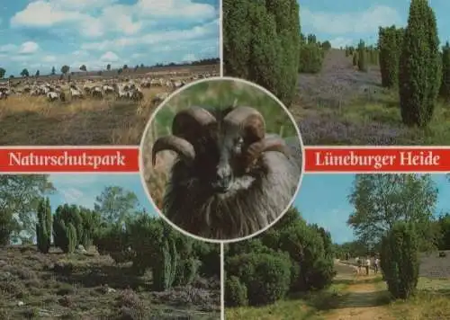 Lüneburger Heide - mit 5 Bildern - 1991