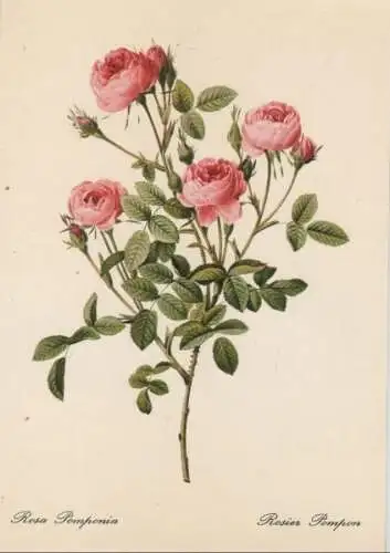 Rosa Pomponia blühend