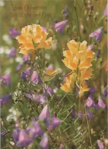 Blumenwiese Blüten