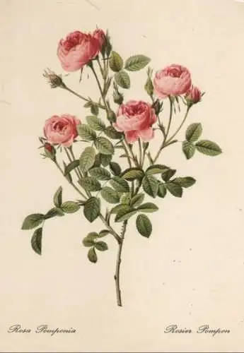 Rosa Pomponia blühend