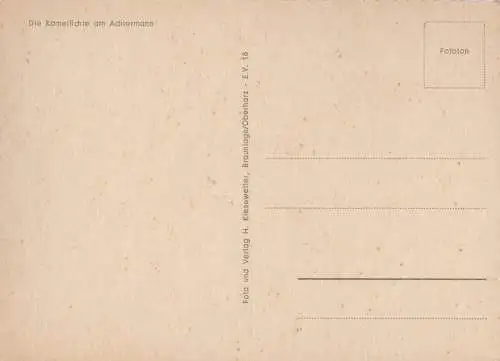 Achtermann - Kamelfichte