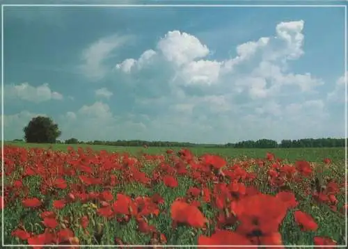 Mohnlandschaft blauer Himmel