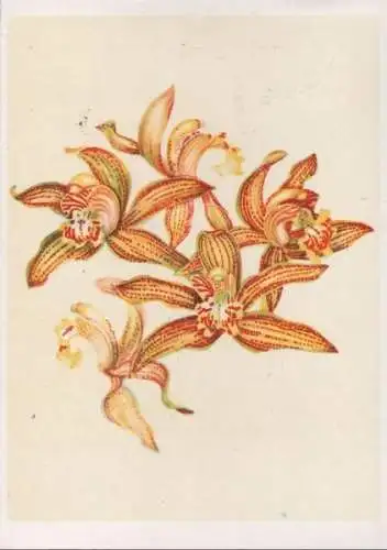 Cymbidium Vallambrosa Ostindien