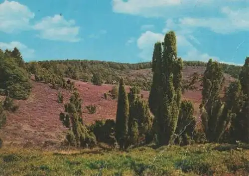 Lüneburger Heide - Totengrund b. Wilsede - 1991