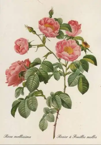 Rosa mollissima blühend