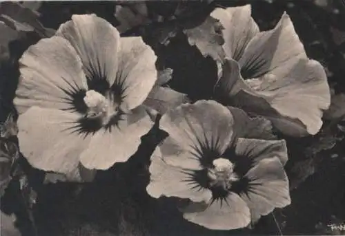 Hibiscus 1970