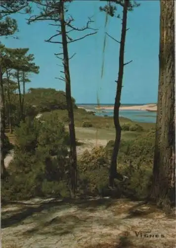 Frankreich - Frankreich - Landes - Foret proche - 1976