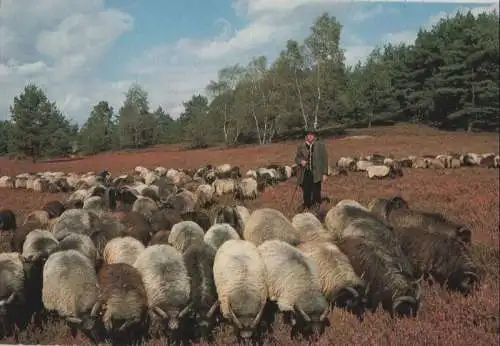 Lüneburger Heide - ca. 1980