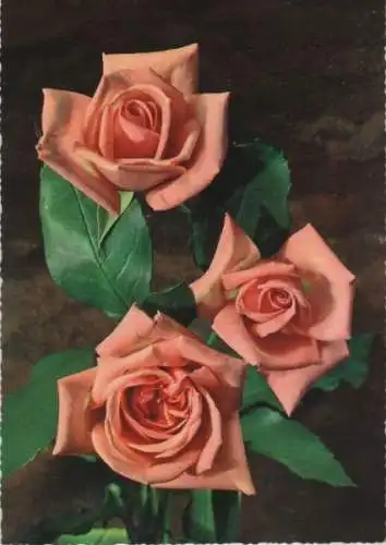 Rosen rosa