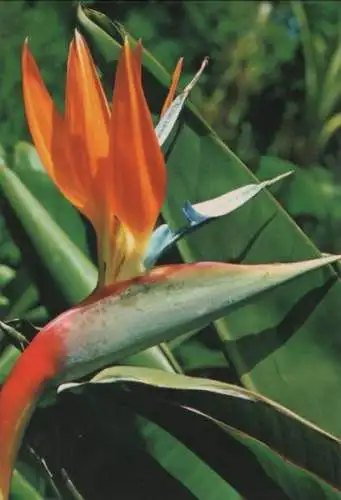 Spanien - Spanien - Teneriffa - Flores, Pajaro del paraiso - ca. 1980