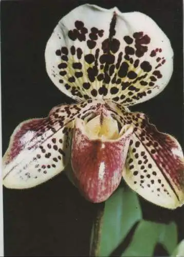 Paphiopedilum Martin Sonderstempel