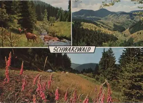 Schwarzwald - mit 3 Bildern - 1981