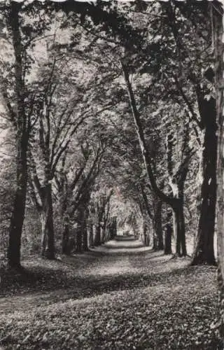 Frankreich - Frankreich - Tigery - Allee des Marronniers - 1963