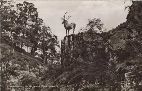 Höllental (Schwarzwald) - Hirschsprung