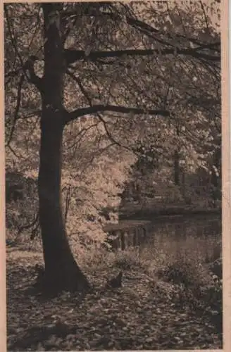 Tümpel im Wald