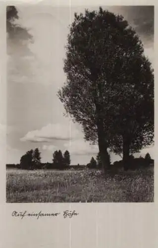 Auf einsamer Höhe - Baum