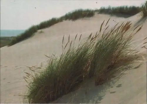 List, Sylt - Strandhafer in den Wanderdünen