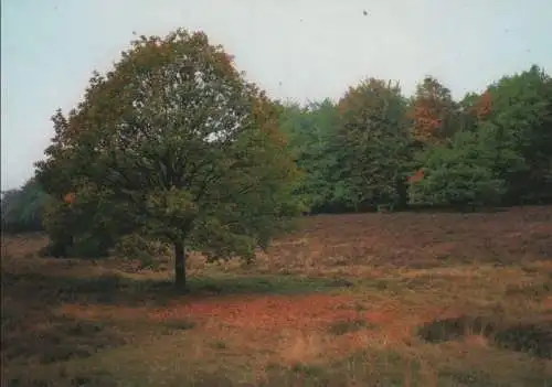 Lüneburger Heide - Herbststimmung