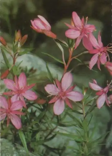 Weidenröschen in Blüte