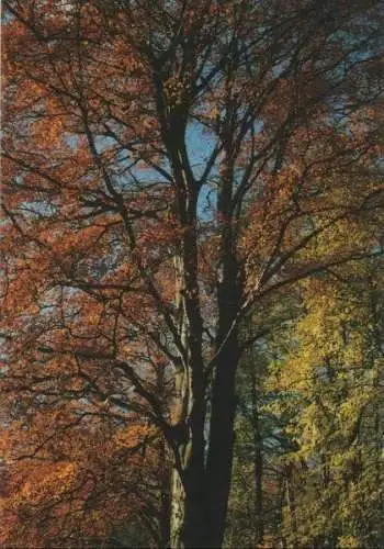 Baum mit Herbstlaub