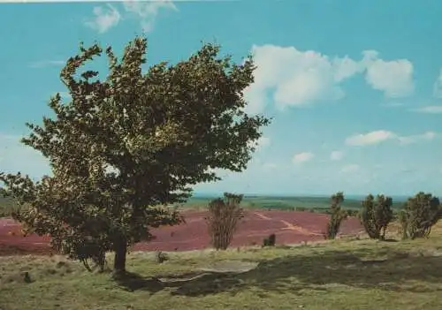 Heidelandschaft - ca. 1975