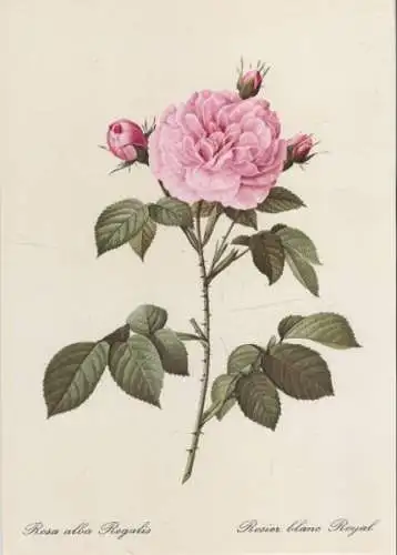 Rosa alba Regalis blühend