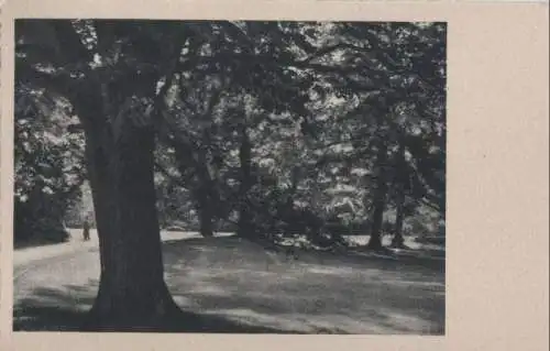 Bäume in einem Park - ca. 1955