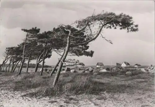 Hiddensee - Neuendorf - Windflüchter